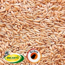 Aveia Branca, Sem Casca 10kg - Encanto