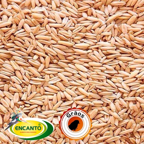 Aveia Branca, Sem Casca 10kg - Encanto